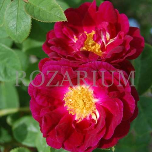 https://rozarium.eu/environment/cache/images/500_500_productGfx_5789/Gipsy-Boy-9---Kopia-001.jpg