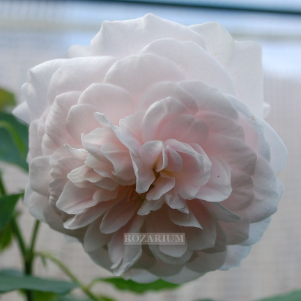 marie dermar (5) - Copy.JPG