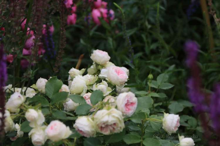 Pashmina Wyczółkowska1.jpg