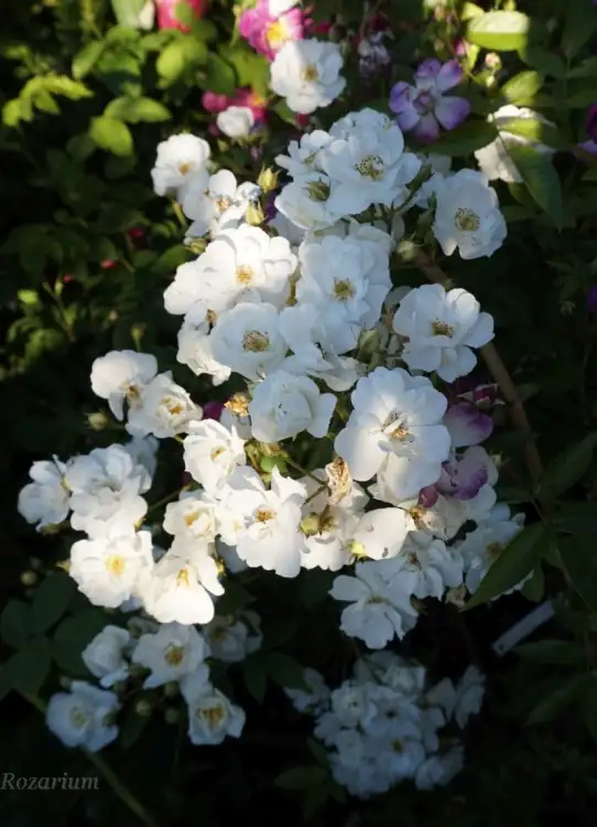 rambling rector (2).JPG