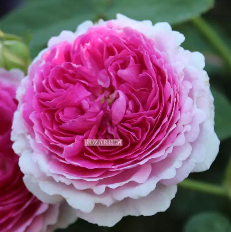 geschwinds orden (2).JPG