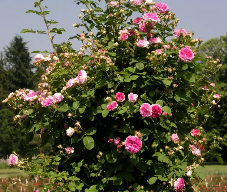 d64f4d69e963adb1c21c239a1424a1cccb8b8b78