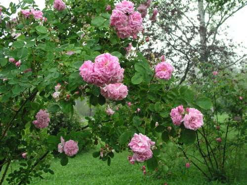 alpenfee Borova hora.jpg