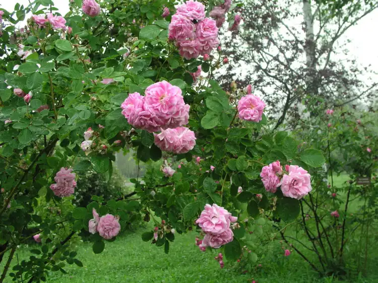 alpenfee Borova hora.jpg