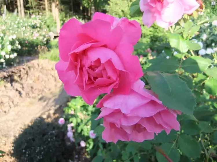 47c6782b3ead3643da05cd27a5f1346eb8323b03