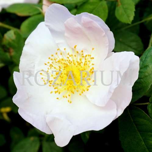 richardii (5).JPG.jpg