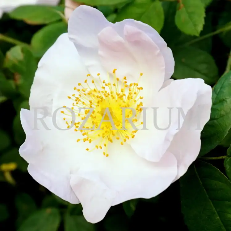 richardii (5).JPG.jpg