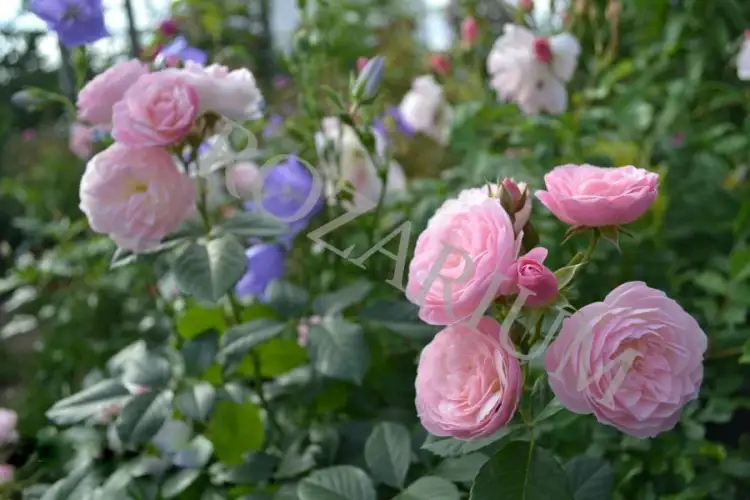 bouquet parfait (5).JPG