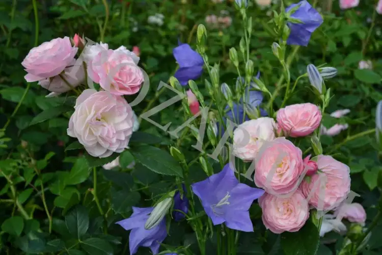 bouquet parfait (1).JPG