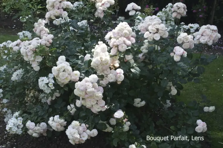 Bouquet Parfait Lens.jpg