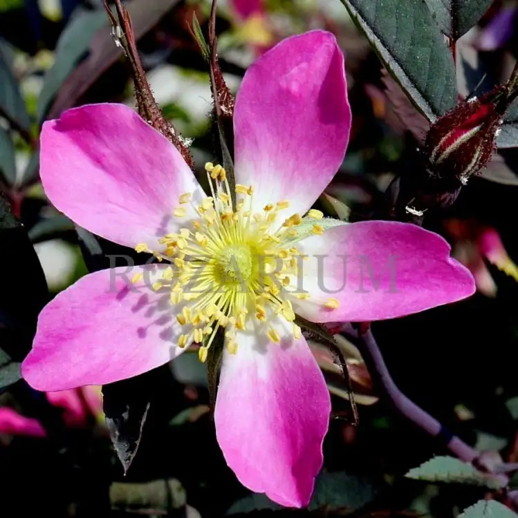 glauca (7).JPG