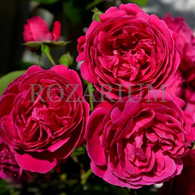 Geschwind Schonste (2) - Copy.JPG