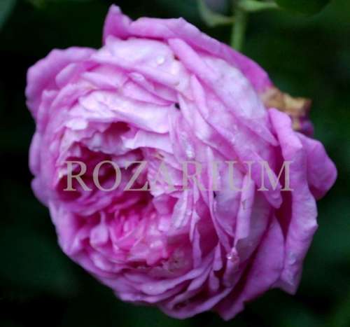 josephine ritter (3).jpg