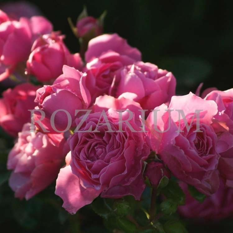 leonardo da Vinci.jpeg