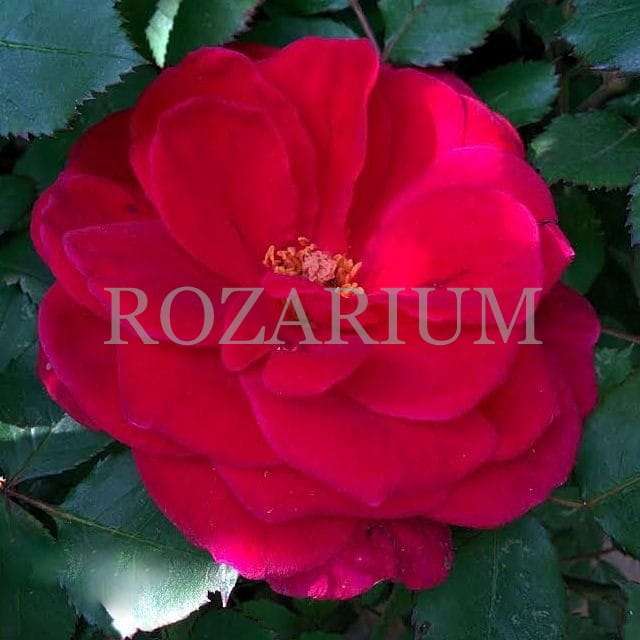 miracle on the hudson 5.jpg