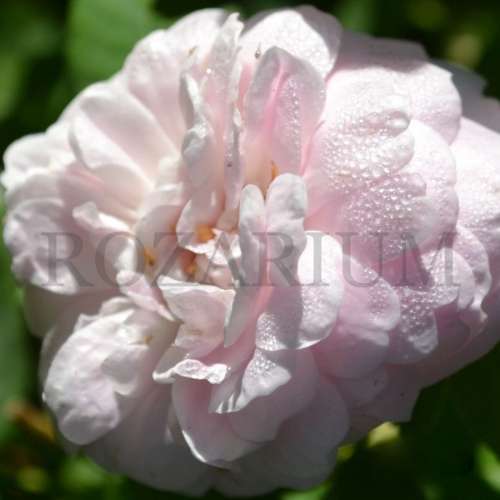 pompon blanc parfait (7).JPG