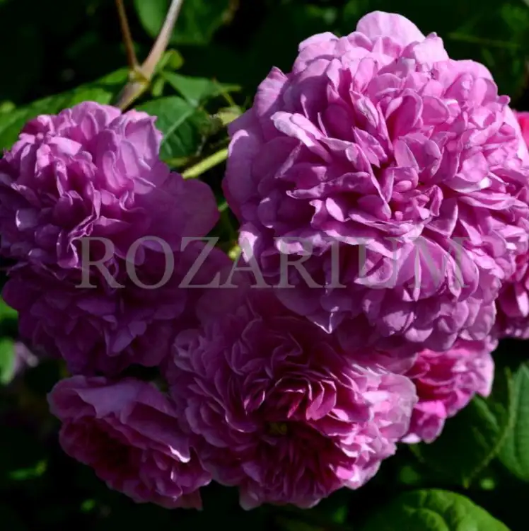 Himmelsauge 2 russeliana (1).jpg
