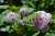 pompon blanc parfait (2) - Copy.JPG