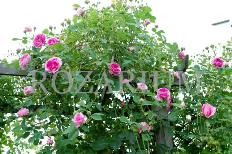 geschwinds orden (1).JPG