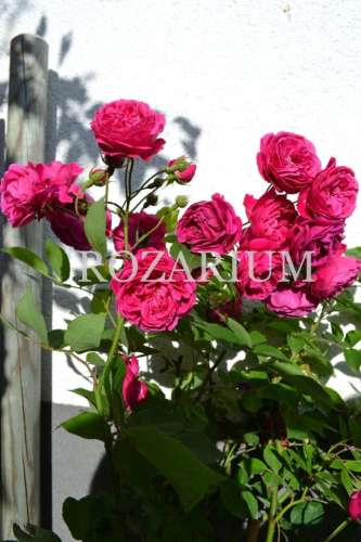 Geschwind Schonste (4)-001.JPG