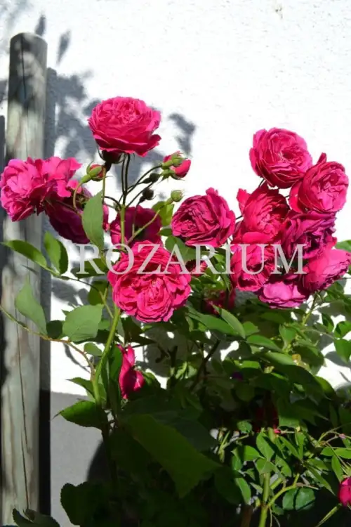 Geschwind Schonste (4)-001.JPG