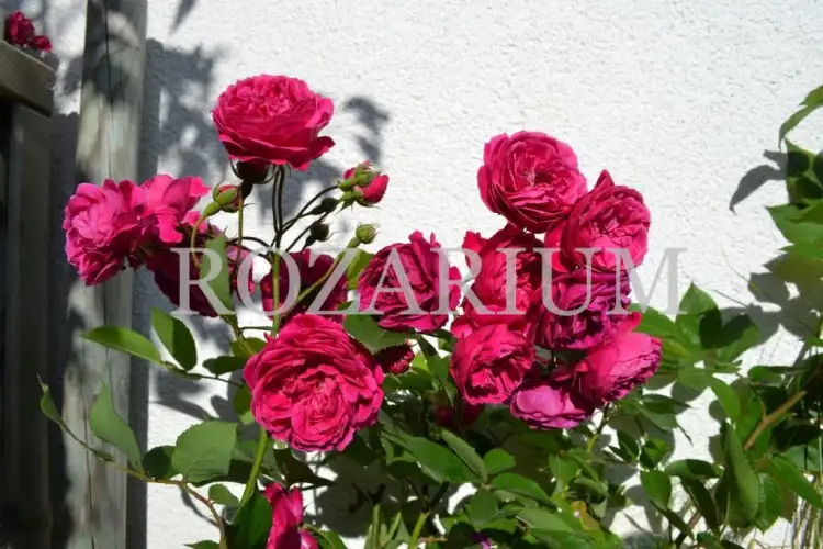 Geschwind Schonste (3) - Copy.JPG