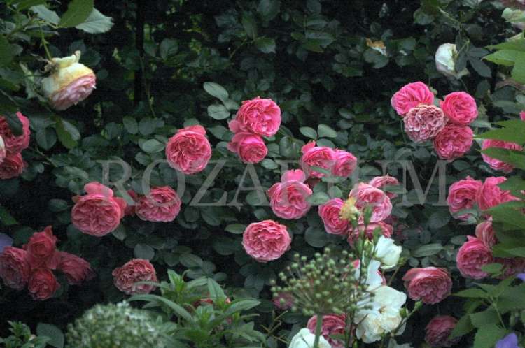 2016-06-19 20.06.34.jpg