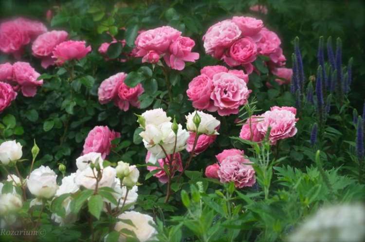 leonardo da Vinci (2).jpg