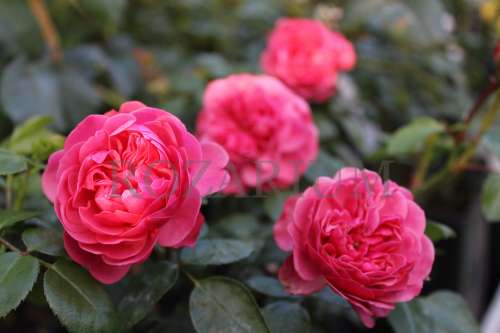 magic rokoko (4)-001.JPG.jpg