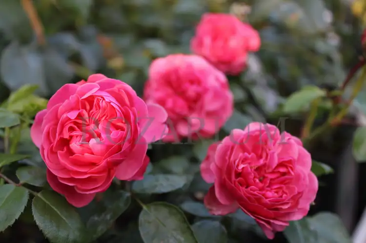 magic rokoko (4)-001.JPG.jpg