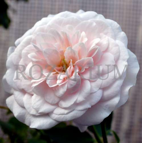 marie dermar (1).JPG