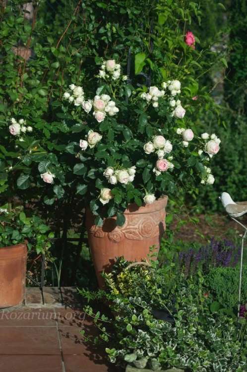 25f3d24caa6f296b7e52a85c49e997e163430533