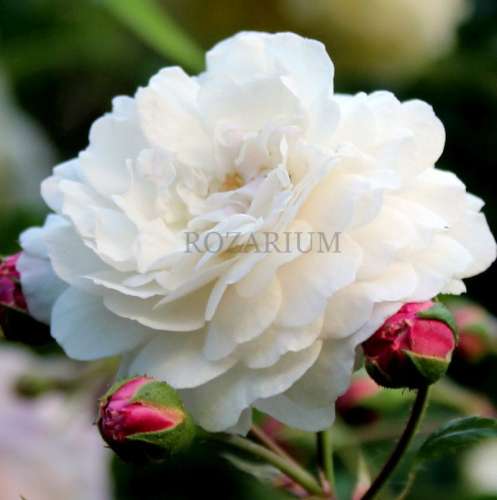 seven sisters (6).JPG