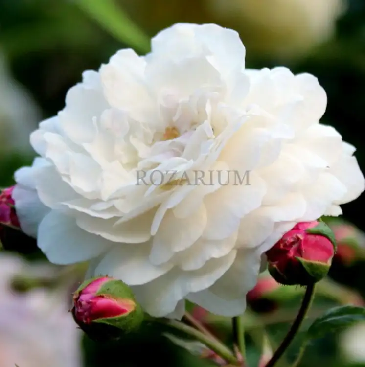 seven sisters (6).JPG