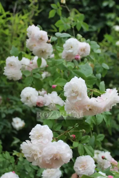 seven sisters (4) - Copy.JPG