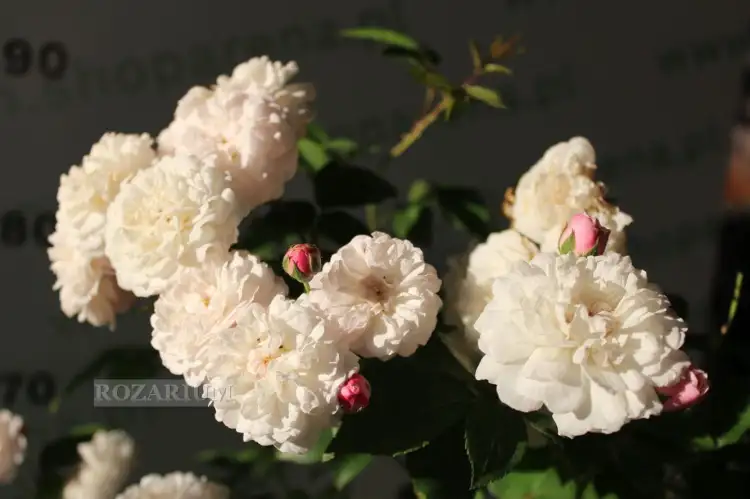 seven sisters (9).JPG