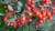 glauca (1) - Copy.JPG