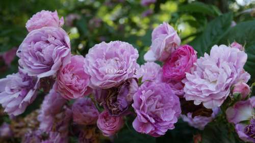 sa forstmeisters heim geschwind (5) - Copy.JPG