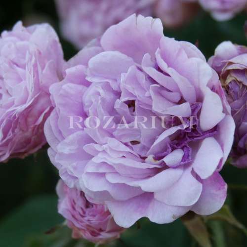 sa forstmeisters heim geschwind (6).JPG