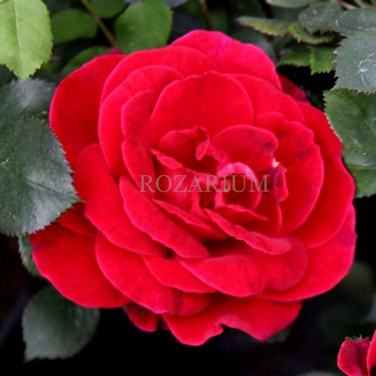 miracle on the hudson (2) - Copy.JPG