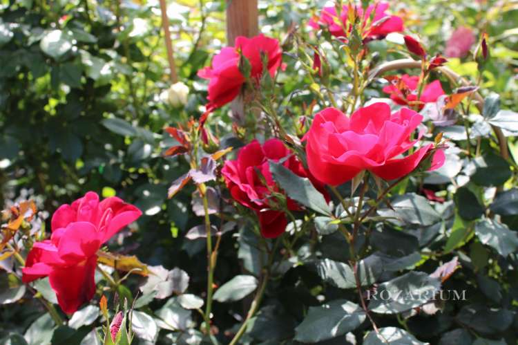 miracle in the hudson (4) - Copy.JPG