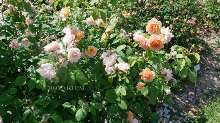 sa grace austin (4) - Copy.JPG