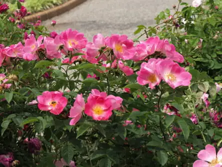 565b14a467edda2dcc525d47bff63a7a57c41a86