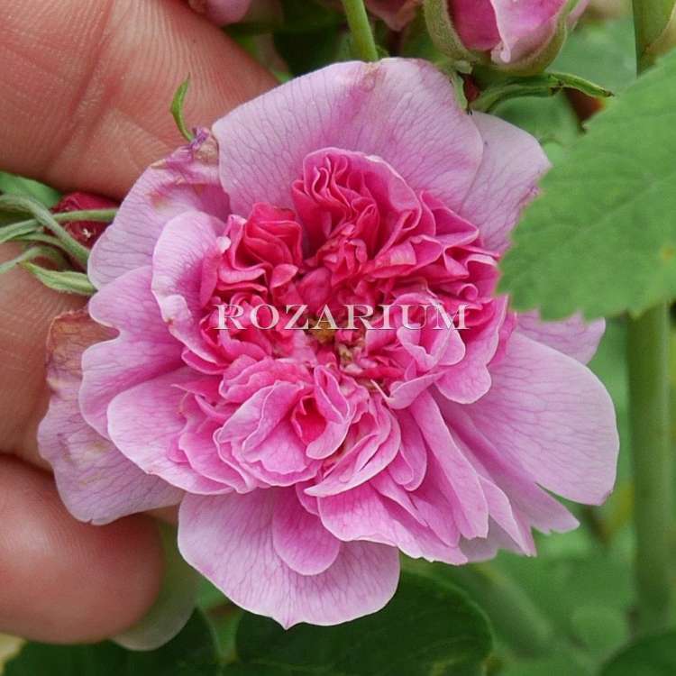 kassel majalis plena — kopia (2).JPG