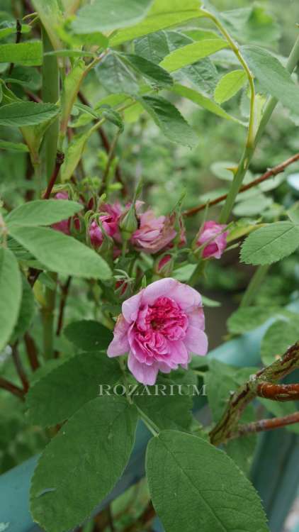 Kassel rosa majalis plena — kopia.JPG