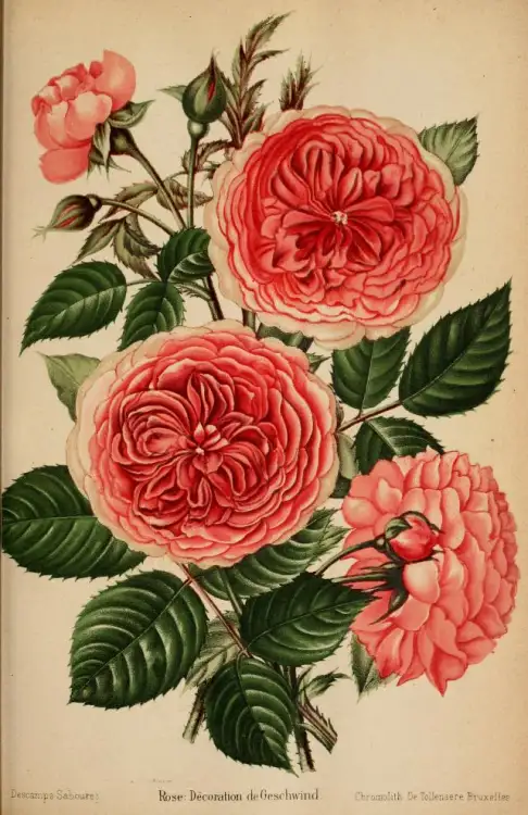 journal des roses 1894 Geschwinds Orden.jpg
