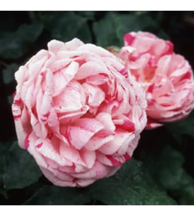 Honorine de Brabant.jpg