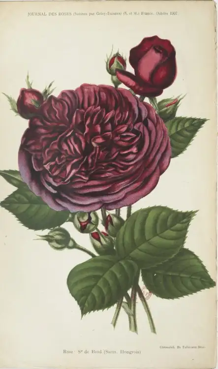 Erinnerung_an_brod grafika journal des roses.jpg