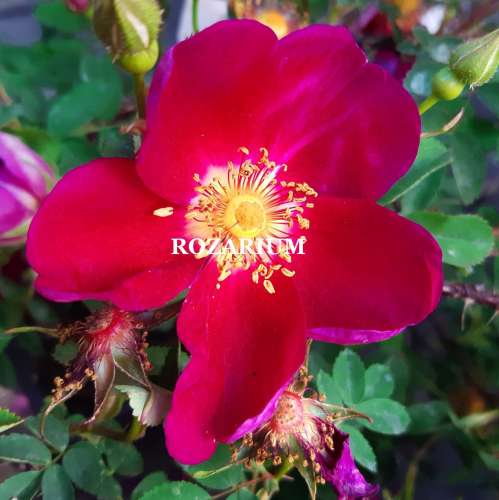 Single Cherry Red Nelly — kopia.jpg