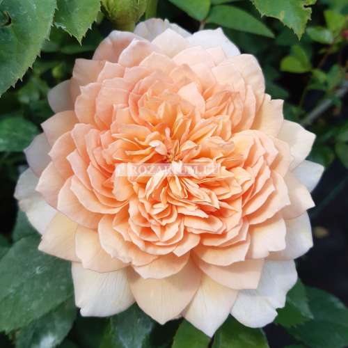 Grace 2021 — kopia.jpg